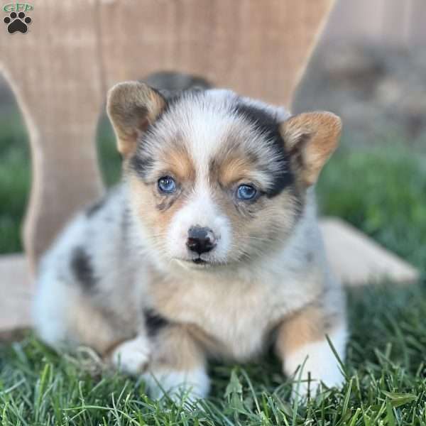 Reese, Pembroke Welsh Corgi Puppy